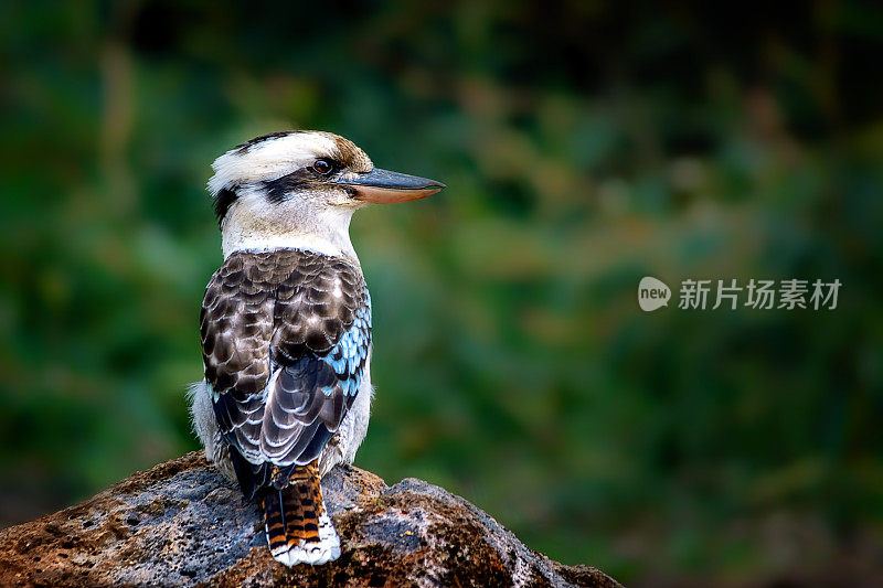 笑翠鸟 (Dacelo novaeguineae)